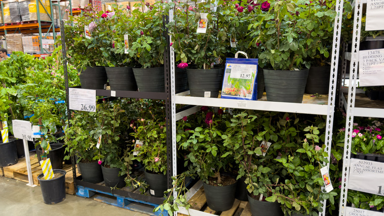 a rack of plants for sale at Costco