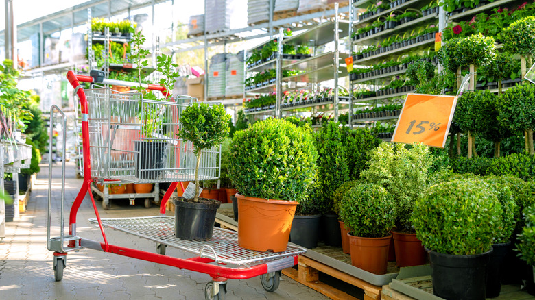 Shopping cart with outdoor plants on sale