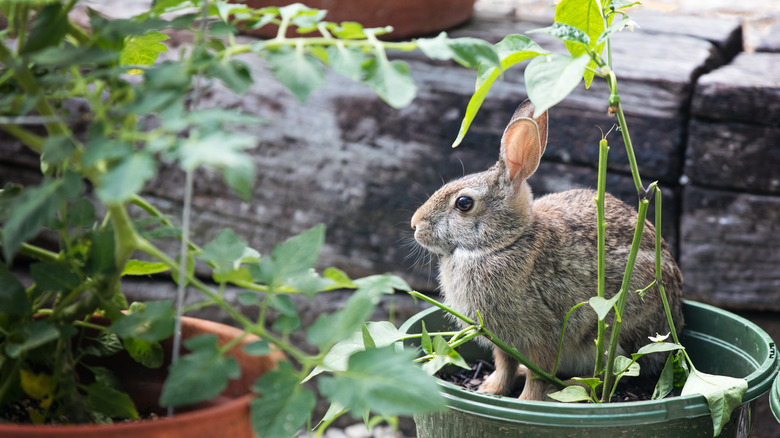 Rabbit in vegetable planter