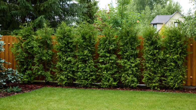 a backyard with a row of shrubs along a privacy fence for added privacy