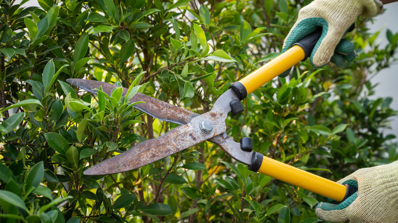 Person wearing white and green gloves trimming shrubs with hedge clippers