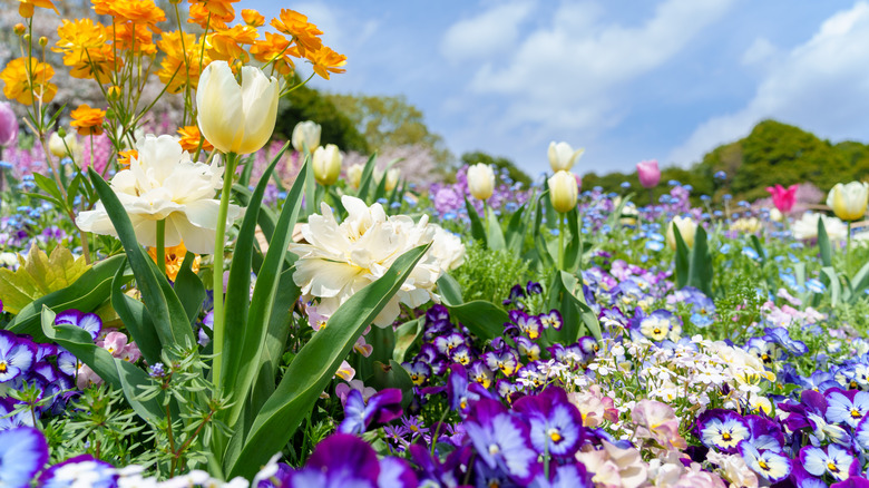 A full flower bed with tulips and other blooms.
