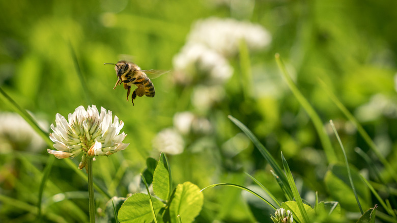 honeybee examining a clover flower