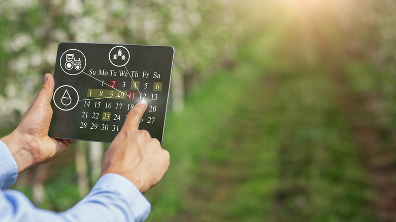 man plans planting on tablet