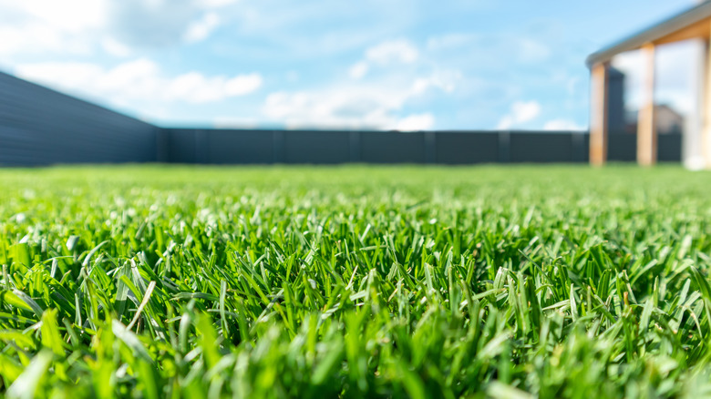 a lawn close up