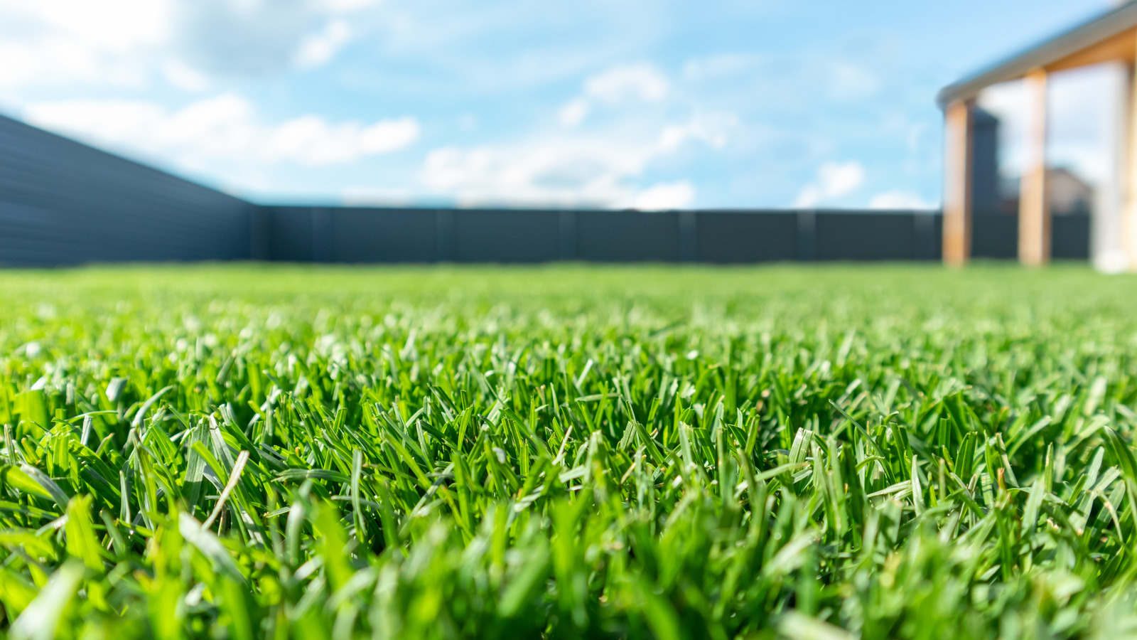 When Is The Best Time To Apply Weed And Feed?