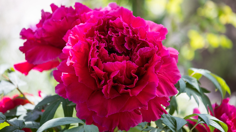 Large pink peony bloom