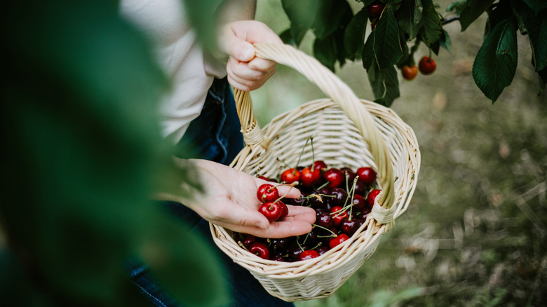 Person picking cherries and placing them in a basket