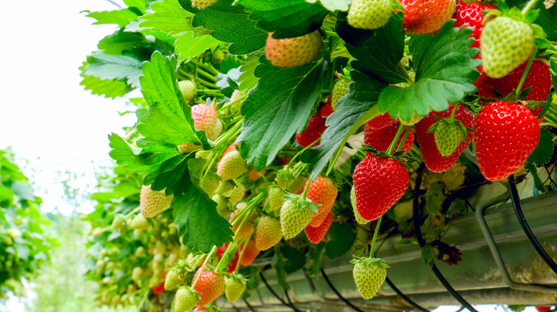 Strawberry plants