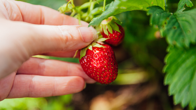 Woman's hand picks ripe strawberry