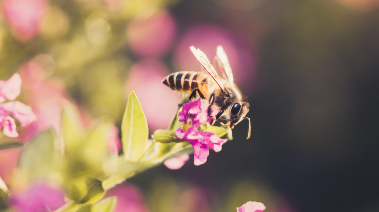 Bee pollenating Mexican heather flower