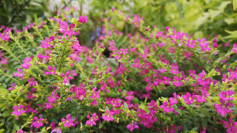 Pink Mexican heather bush