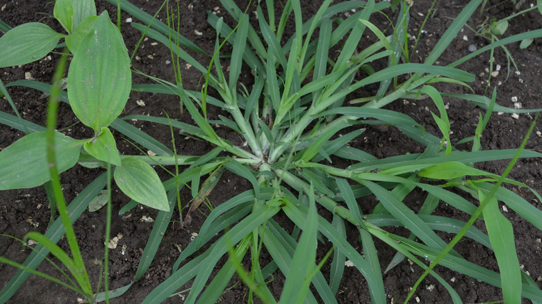 Crabgrass patch