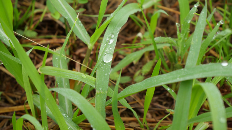 Water running off weed blades after rainfall