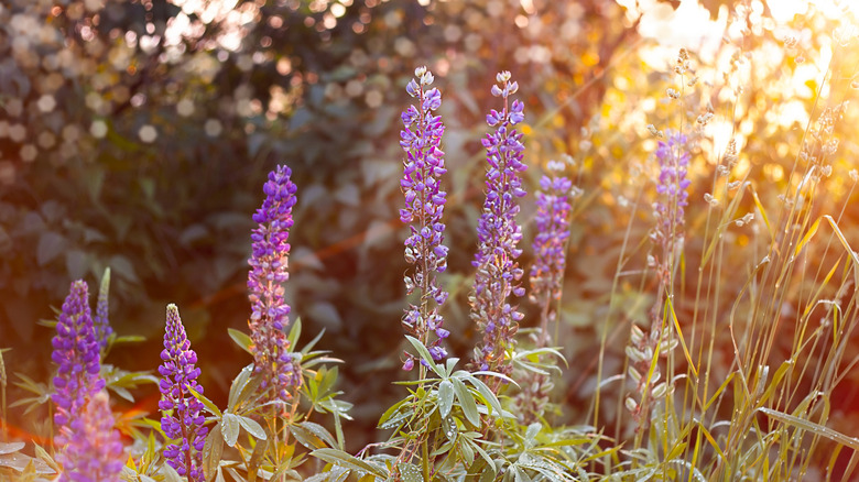 Purple lupine flowers in the garden at sunset