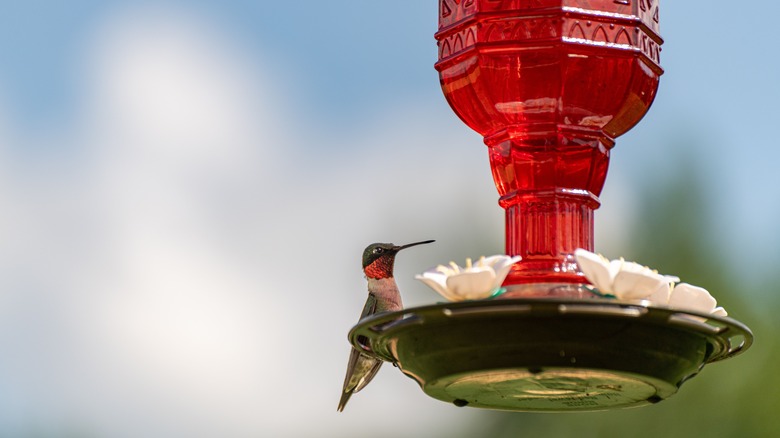 A single hummingbird on a red glass feeder