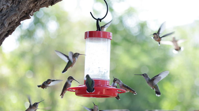 Multiple hummingbirds visiting a feeder