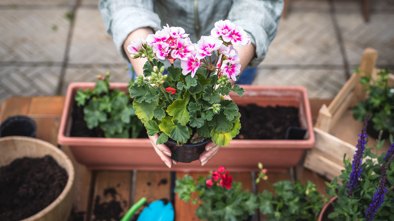 Potted outdoor plant