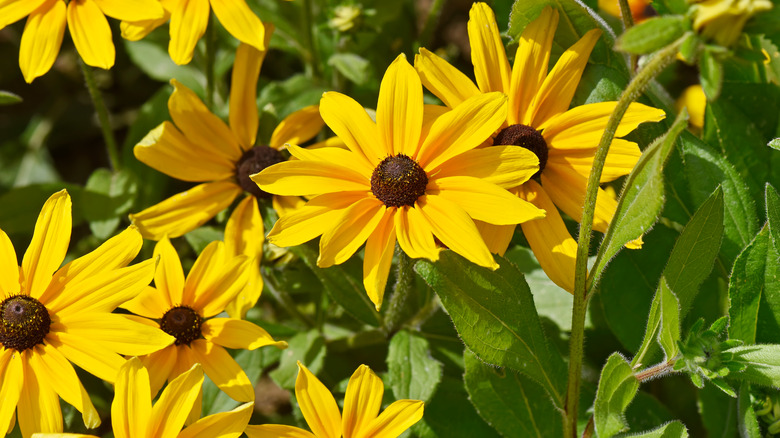 Black eyed Susans in garden