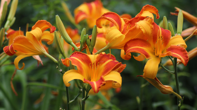 Red daylilies in garden