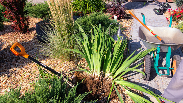 Dividing ornamental grasses and plants