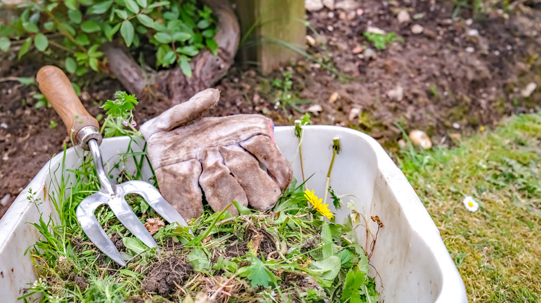 garden barrel with weeds