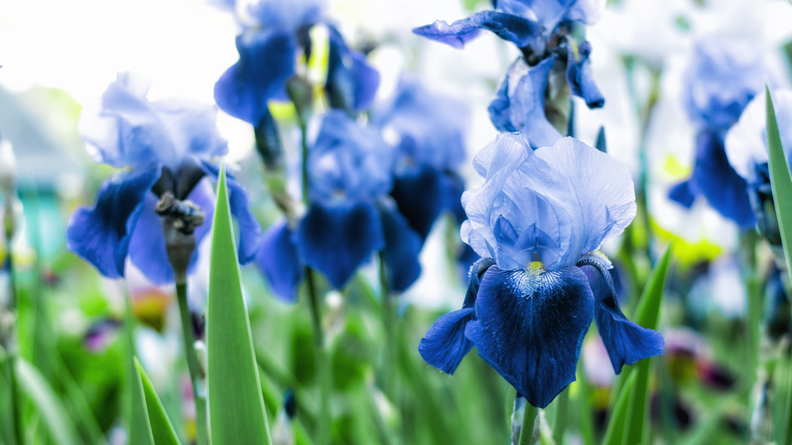 When Should You Plant Iris Bulbs In Your Garden?