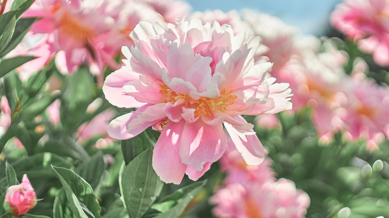 Light pink peony blooming