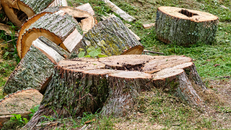 Stump left behind after cutting up a tree