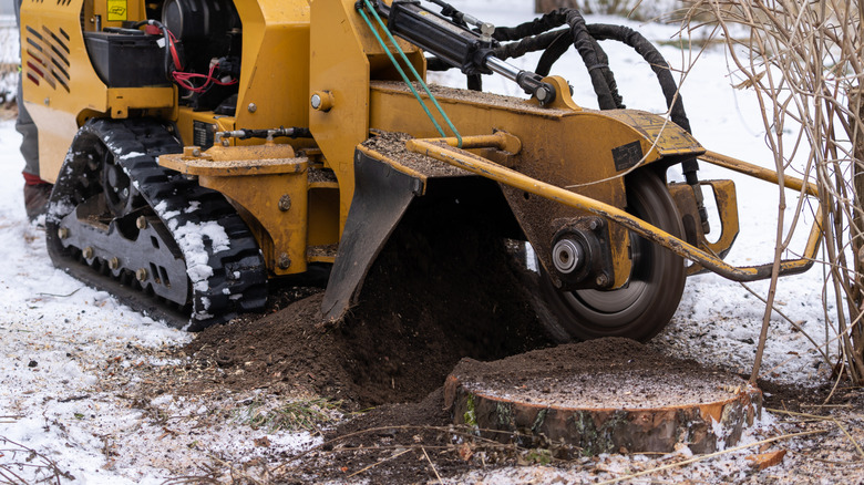 Grinding a stump during winter