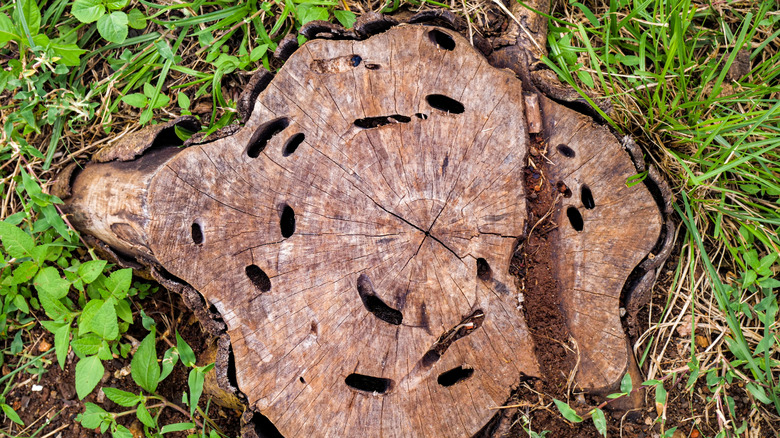 Old stump with holes from termites