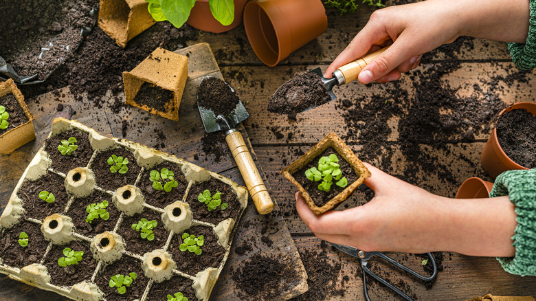 Hand with seedlings