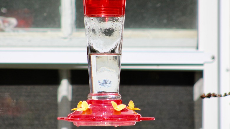 no birds at hummingbird feeder