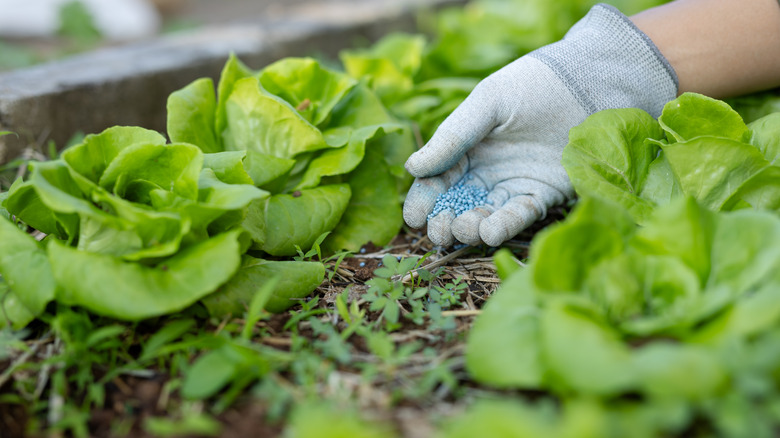 A person fertilizing heads of lettuce in a garden