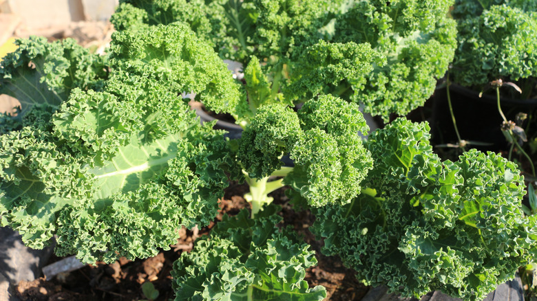 large curly kale grown in the garden