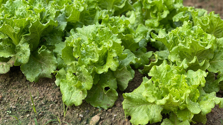 Leafy green lettuce growing in a garden bed