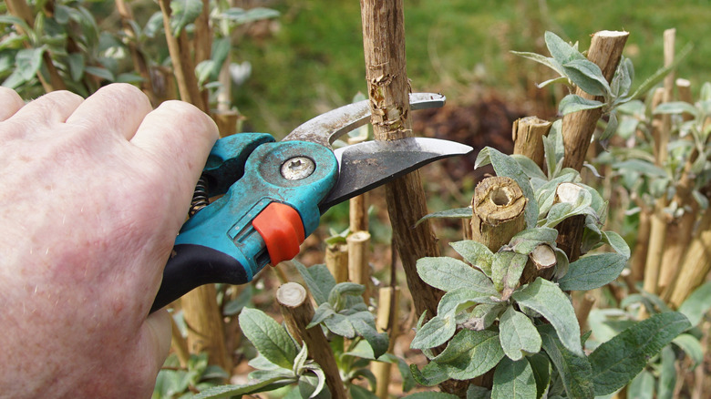 Person pruning butterfly bush