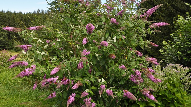 Large pink butterfly bush