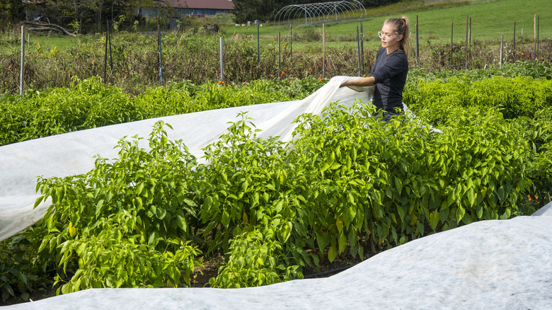 A woman covering her rows of plants with gardening fabric to protect them from frost
