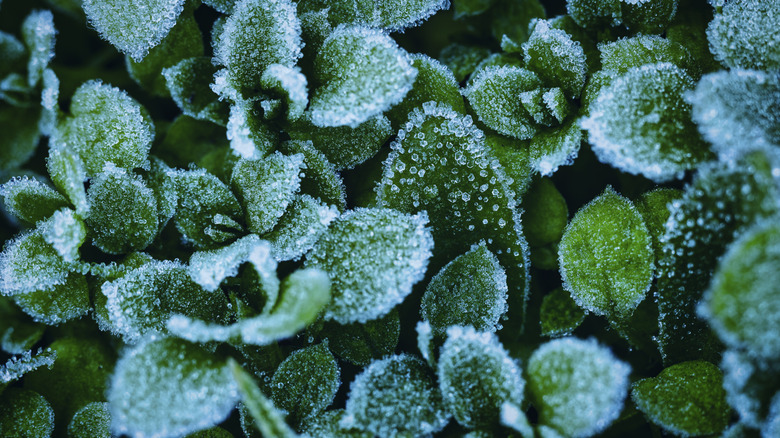 A closeup of a plant coated in frost