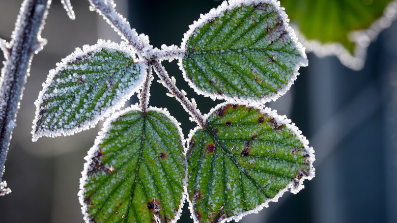 Four tree leaves coated in frost