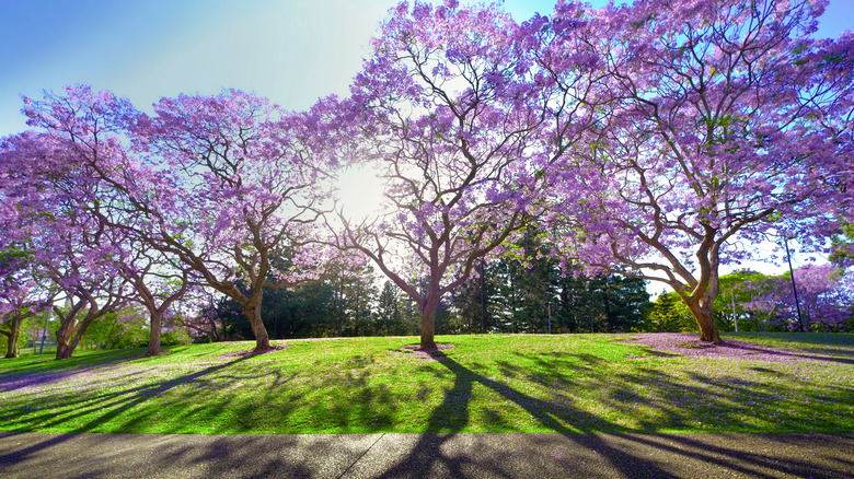 Jacaranda trees in bright sunlight