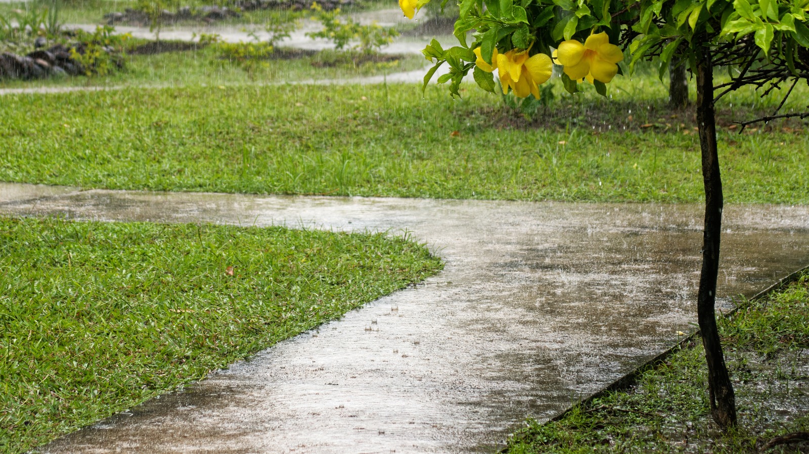 When To Fertilize Your Lawn Should You Do It Before Or After Rain?