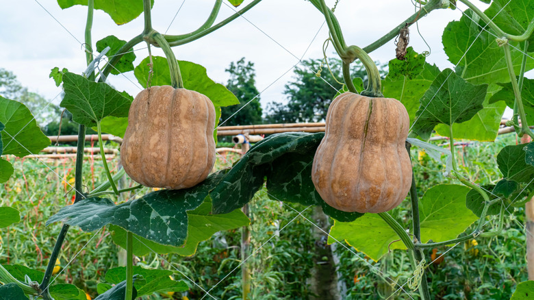 Two butternut squash on the vine