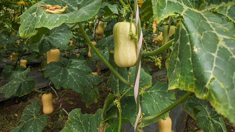 Butternut squash in a garden