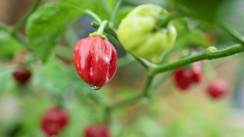 A habanero pepper that's bright red and ripe for harvesting
