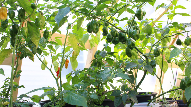 Immature habanero peppers growing on a vine