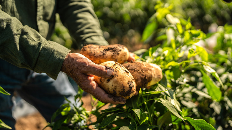 A man's hands hold three dirty potatoes up over a potato plant.