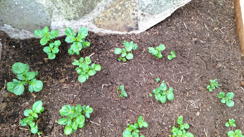 Potato plants are planted in a group in a garden.