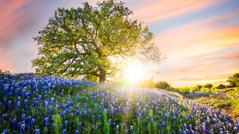 field of bluebonnets